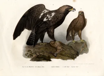 Águila Imperial Oriental